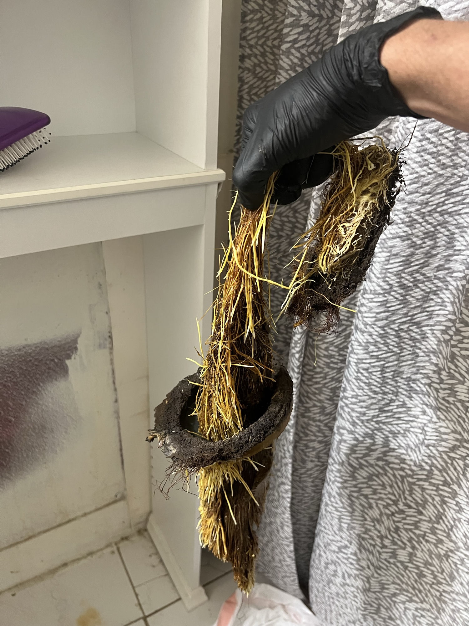 Technician holding root-clogged pipe section removed from drain line